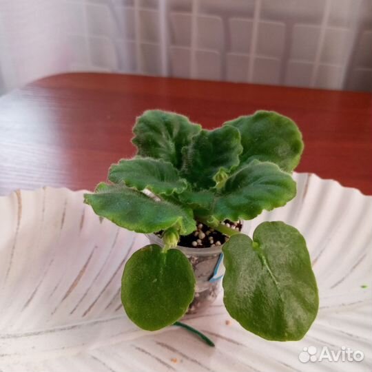 Фиалка KZ- Золотые шары