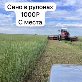 Продам сено в рулонах