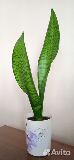 Сансевиерия зейланика