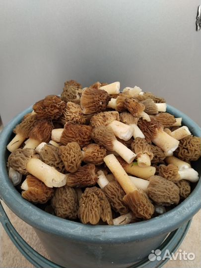 Грибы свежие