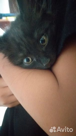 Котята бесплатно