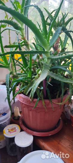 Алоэ лечебный