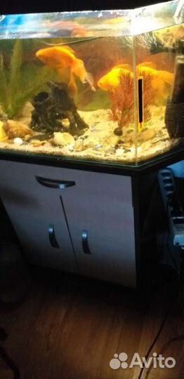 Аквариум