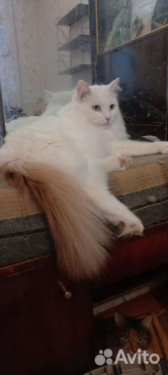 Кот, в добрые руки