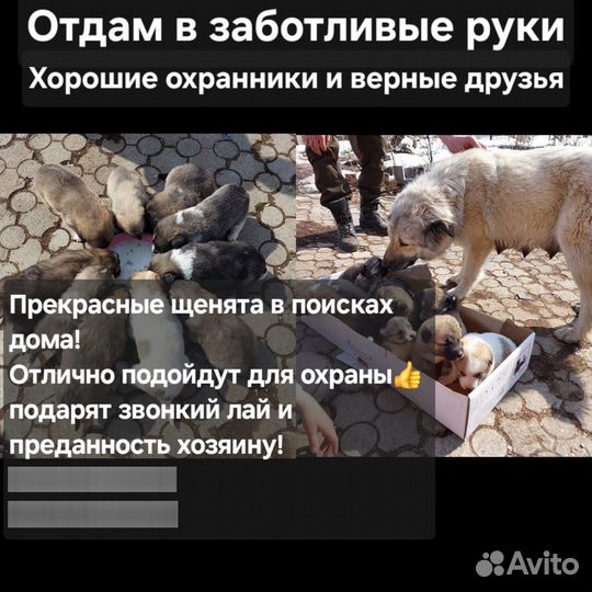 Отдам в добрые руки