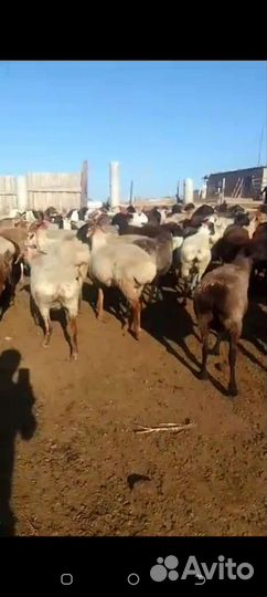 Курдючные бараны овцы