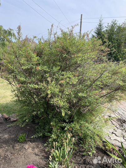 Спирея серая Грефшейм