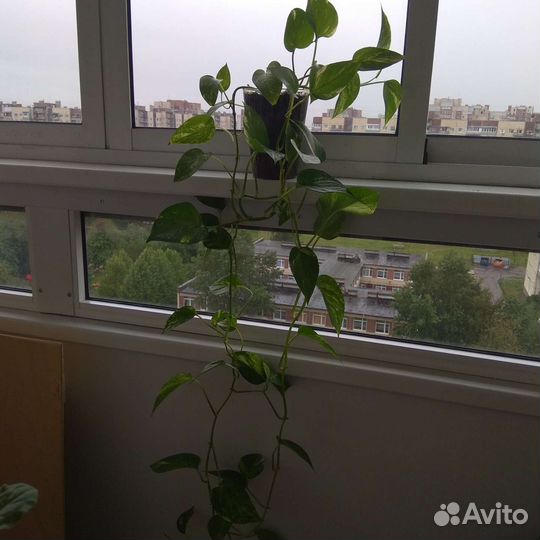 Сциндапсусы, комнатная быстрорастущая лиана