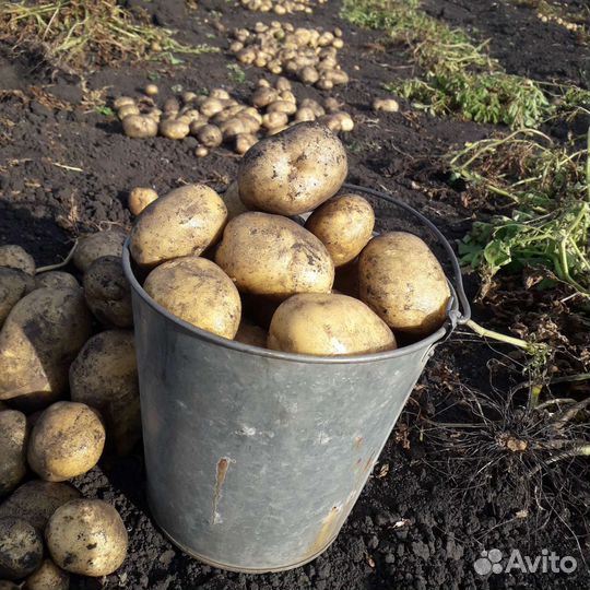 Картофель крупный, вкуснейший