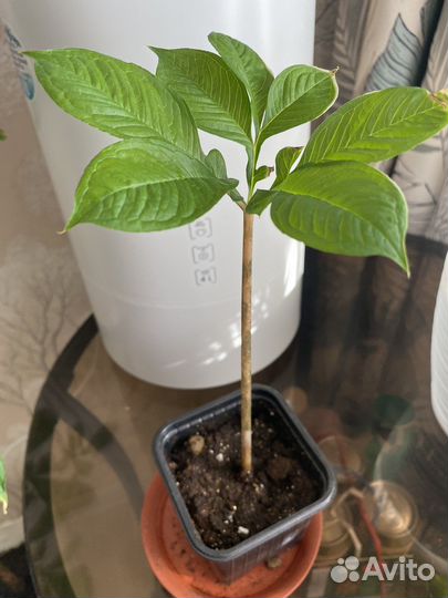 Аморфофаллус