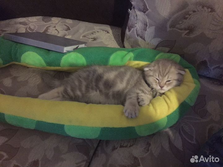 Шикарный кот на вязку