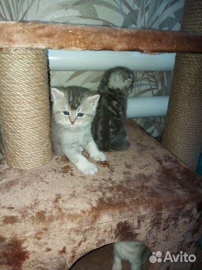 Шотландские котята