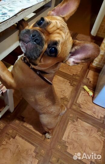 Французский бульдог