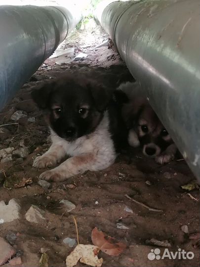 Очередные смертники