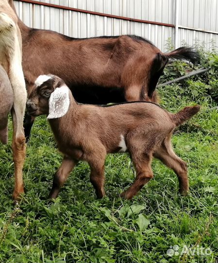 Козлик 80+ Англо-нубиец