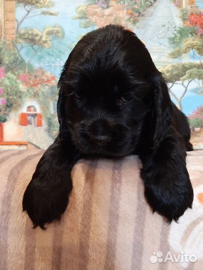 Щенки кокера спаниеля