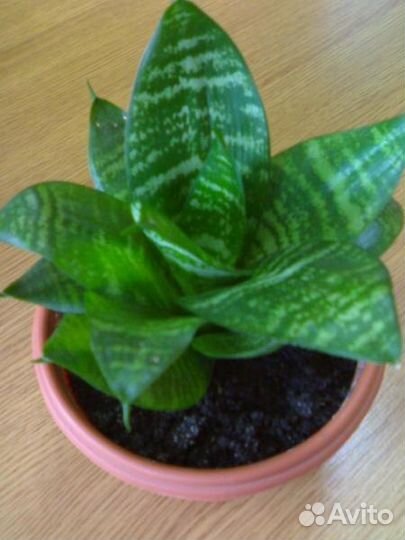 Сансевьера