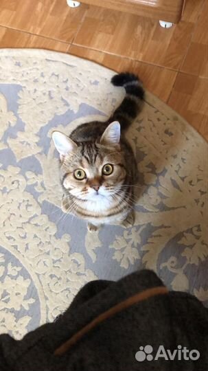 Британский кот вязка