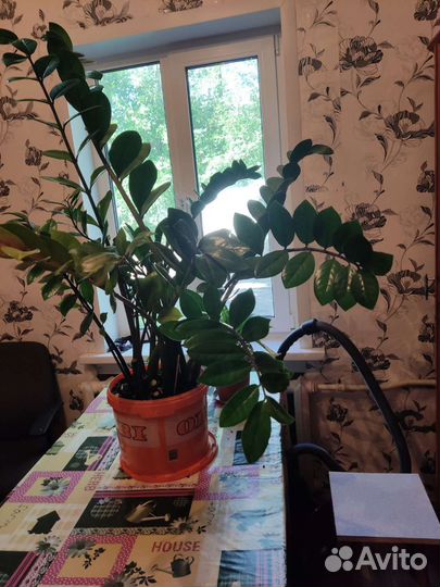 Долоровое дерево