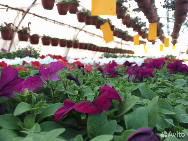 Рассада цветов опт, розница