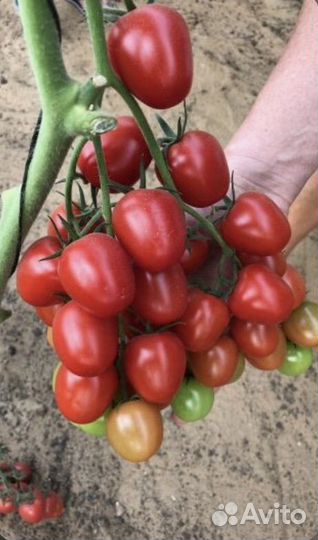 Рассада помидор черри Ира F1 высокорослые