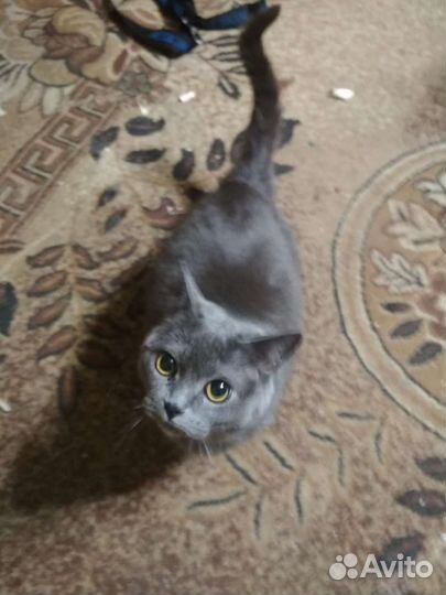 Кошки собаки
