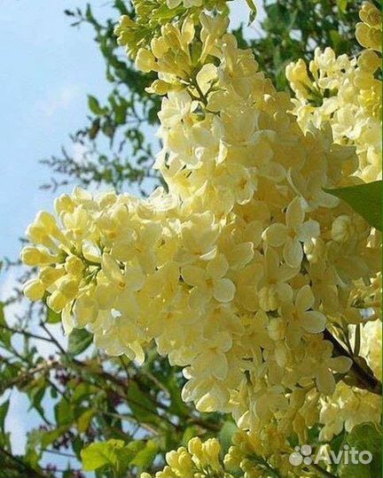 Сирень Примароуз (желтая) и другие сорта