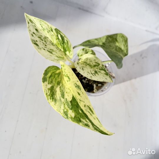 Сциндапсус марбл квин