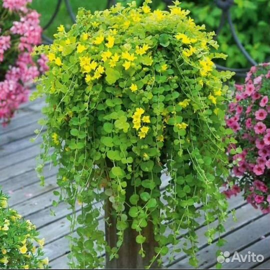 Вербейник монетчатый