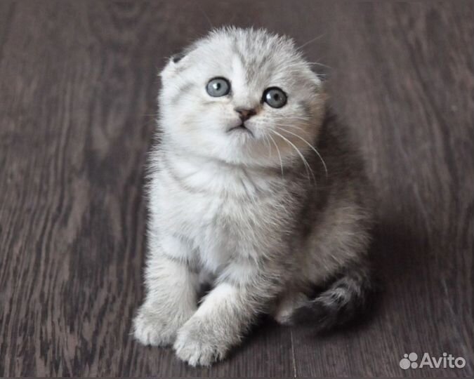 Вислоухий котёнок