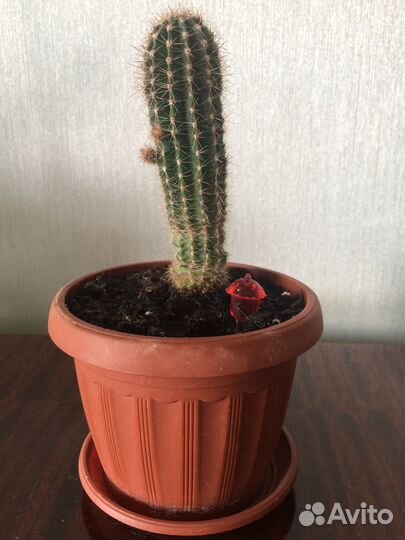 Комнатные растения цветы