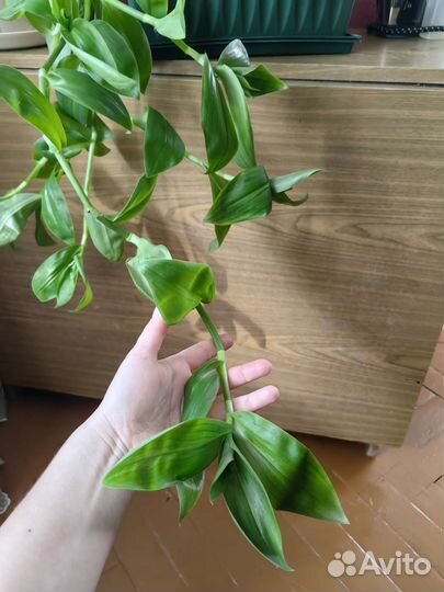 Традесканция, мята, зебрина в одном горшке ассорти