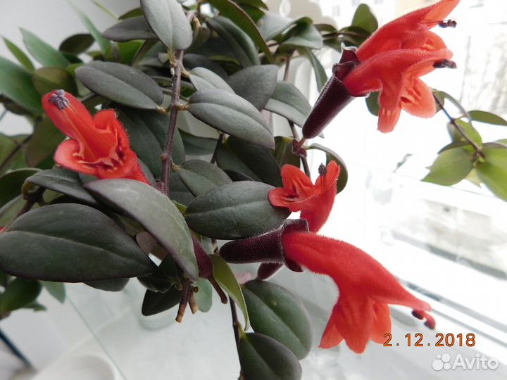 Эсхинантус бордово-красные цветы