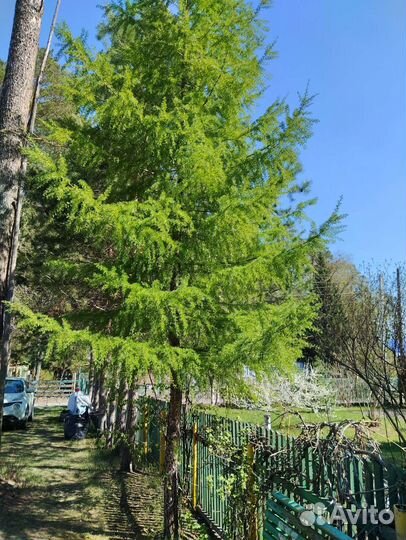 Лиственница