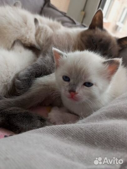 Невские маскарадные котята