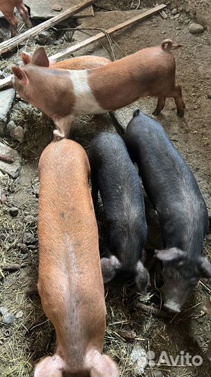 Поросята