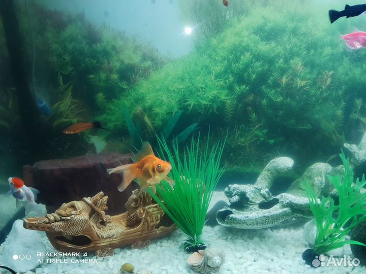 Аквариум 240 литров с всем содержимым