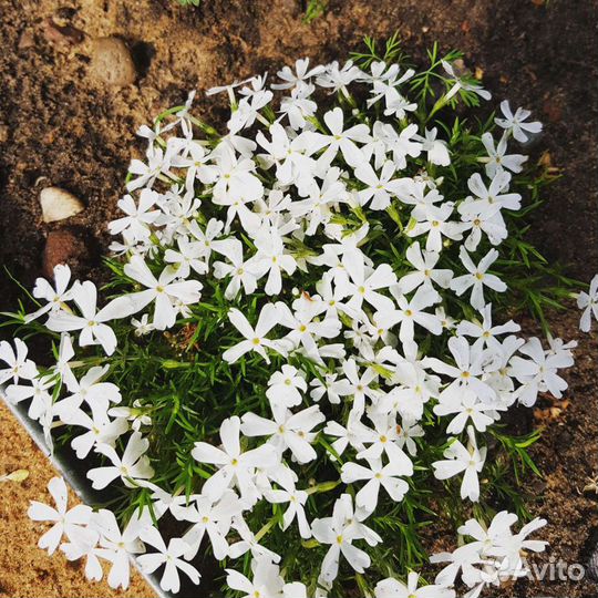 Саженцы многолетников из своего сада