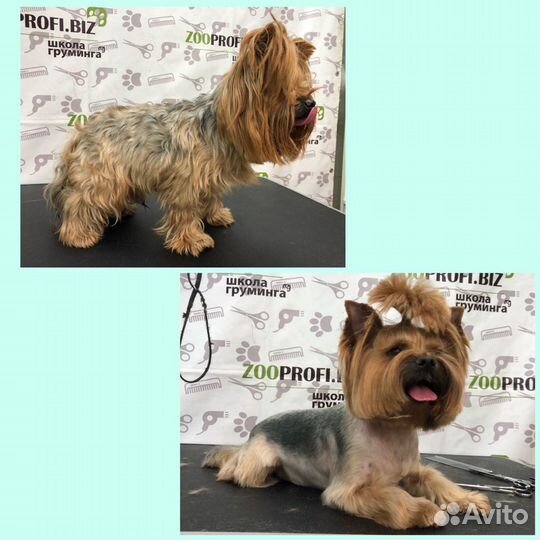 Стрижка собак/Услуги грумера