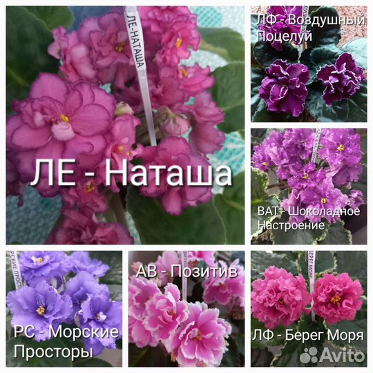 Сортовые фиалки - Укоренённые листики