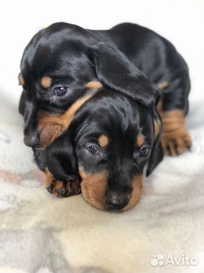 Щенок такса девочка