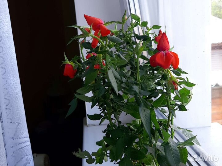 Комнатные цветы розы