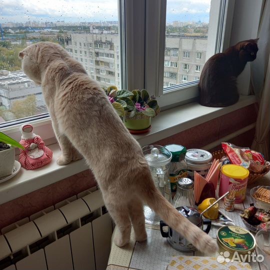 Вязка с шотландским вислоухим котом