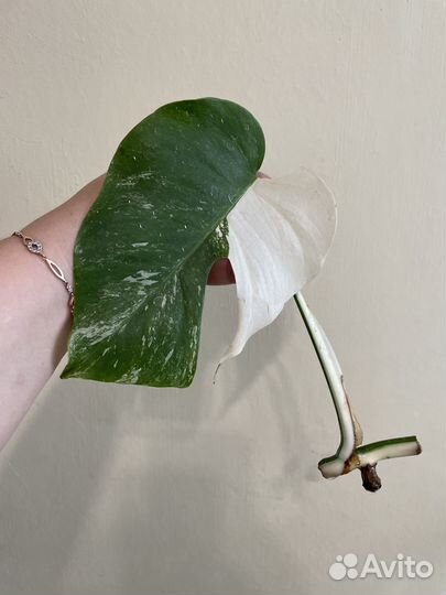 Монстера вариегатная alba