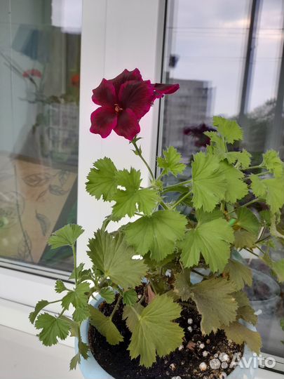 Королевская пеларгония