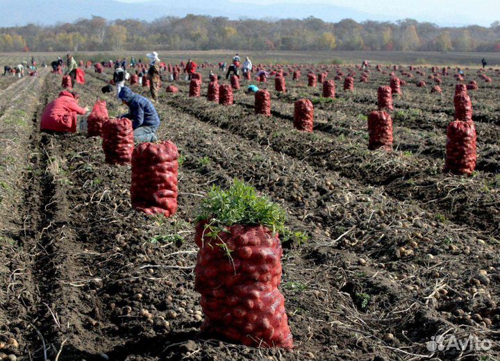 Рабочие на уборку овощей