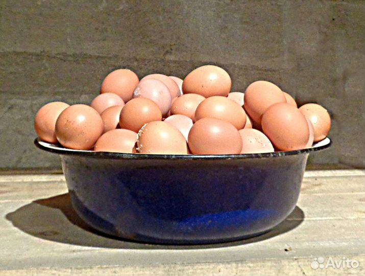 Яйцо свежее от домашних курочек-несушек