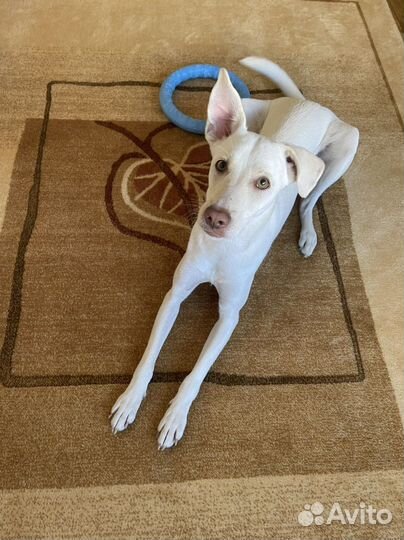 Передержка для животных не гостиница