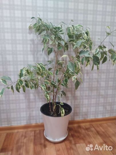 Фикус Бенджамина, сорт бафт