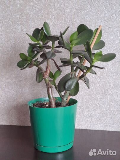 Крассула, Сансевиерия